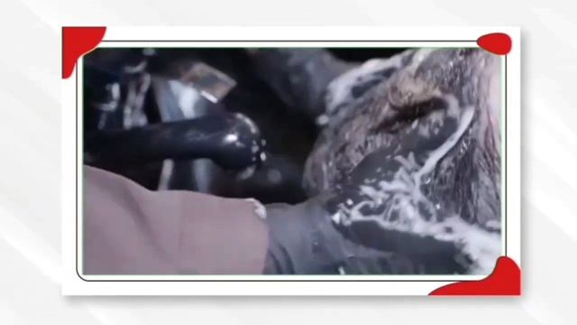 Best Anti Hair Fall Shampoo | Dove Shampoo | Dove Hair Fall Rescue Shampoo