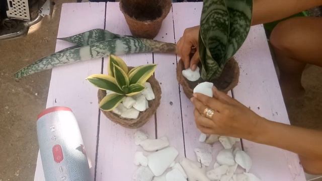 Indoor And Outdoor Plants/How To Grow Snake Plant With Valuable Fossilize Tridacna Gigas