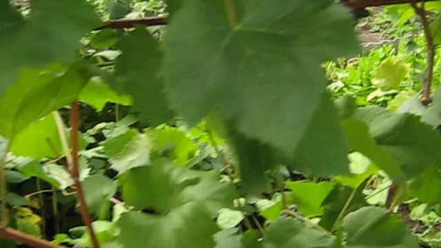 Виноград киш-миш Юпитер 2019 Универсал из США смотреть онлайн