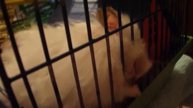 Копия видео "Жизнь хомяка Альбиноса." смотреть онлайн