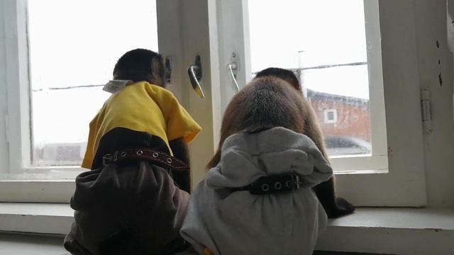 2019.12.12 Обезьяна капуцин Масяня и Даня. Обезьянье утро. смотреть онлайн
