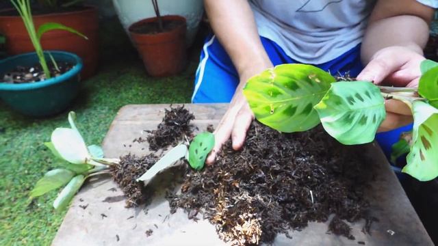 Rahasia Perawatan Dan Perbanyakan Maranta Leuconeura / Kerchoveana Tanaman Calathea Cantik & Murah