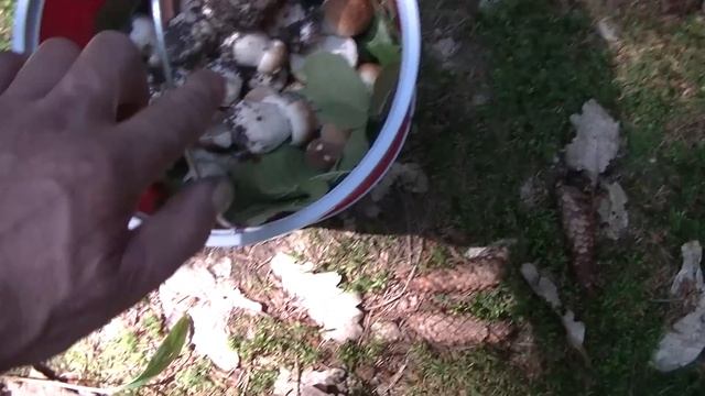 БЕЛЫЕ ГРИБЫ,просто симпатяги. смотреть онлайн