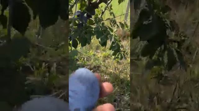 Легендарный сорт сливи Топ - хит урожай 2022