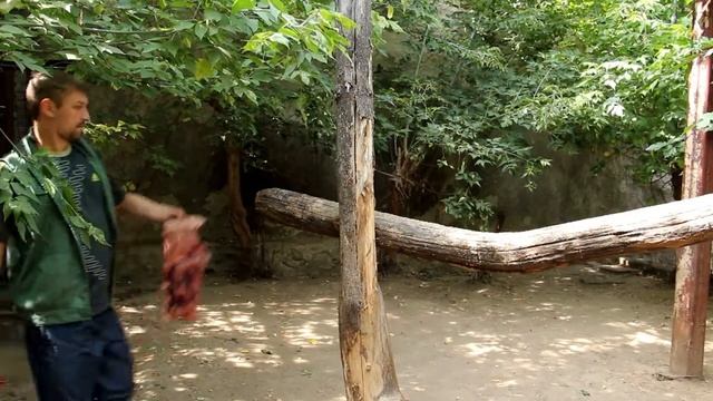 Всемирный день льва смотреть онлайн