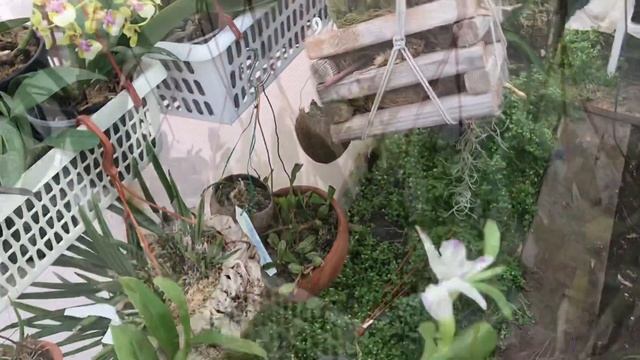 Орхидеи переехали в уличную теплицу! Цветут дендрофвленопсисы, онцидиум, брассия, цимбидиум смотреть онлайн