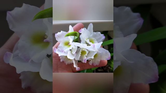 УРОНИЛА орхидею, цветы в хлам. И вообще, я балда, блин! смотреть онлайн