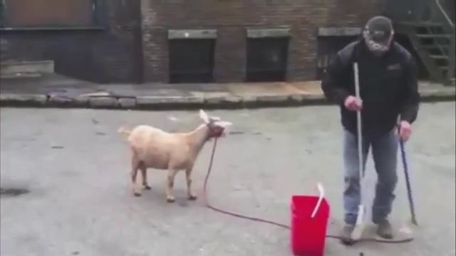А-студио - улетаю ( goat + donkey cover ) смотреть онлайн