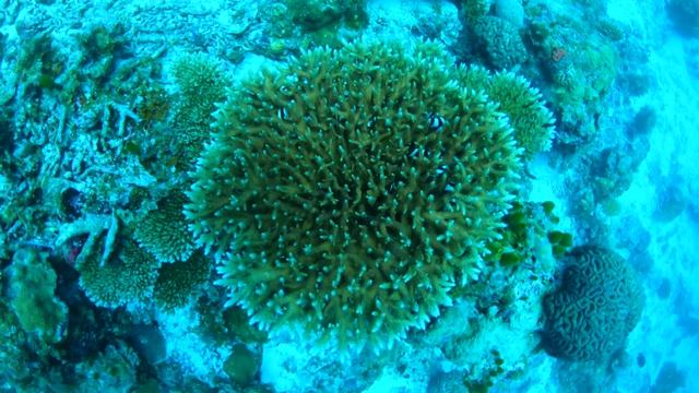 Cinnamon Hakuraa Huraa Malidives Holiday 2020 4K смотреть онлайн