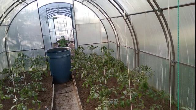 Как я спасаю томаты от жары. Затеняю теплицы.Мой секрет,лайвхак,хитрый способ.mp4 смотреть онлайн