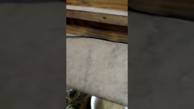 Курятник смотреть онлайн