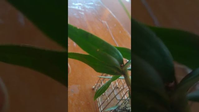 Dendrobium mobile смотреть онлайн