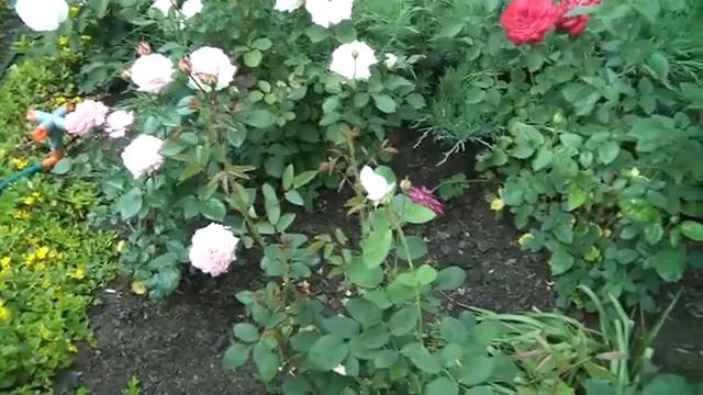 Розы. Сорта. смотреть онлайн