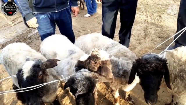 🐂Мал Базар🐄Тахиаташ! 24.04.2022ж.Скотный Рынок🐏#к-калпакистан#тахиаташ #животные#базар#кой#скотина смотреть онлайн