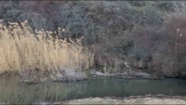 ЦАПЛЯ ЛЕТИТ ! ПОВЕЗЛО СНЯТЬ!! #shorts #природа #nature смотреть онлайн