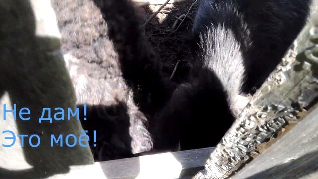 Свиньи дегустируют одуванчик смотреть онлайн