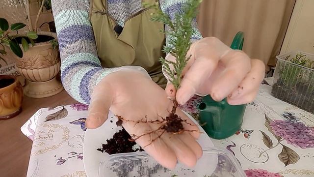 Когда лучше укоренять хвойные? смотреть онлайн