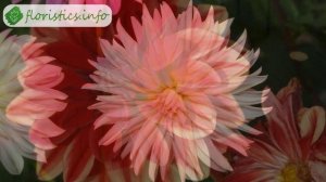 Георгины – посадка, уход и хранение, выращивание георгинов в саду