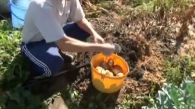 Яровизация картофеля и ЭМ-препараты смотреть онлайн