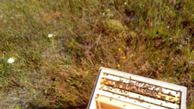 Надежный способ подсадки маток. Замена матки. смотреть онлайн