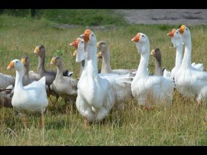 Гуси Лукянчикова Александра. Экспедиция по гусеводческим хозяйствам №1
