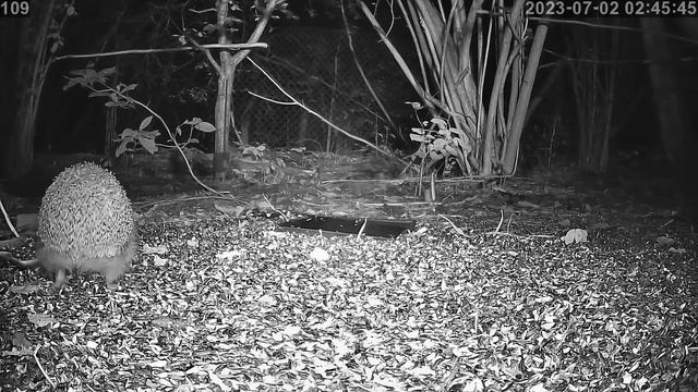 #онлайн_трансляция  #Ёжики. Ночь 1-2 июля 2023 года.