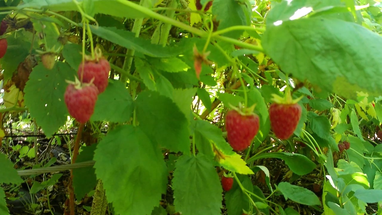 Шпалера с малиной на агроволокне. Третий сбор летней малины в Челябинске. Сезон 2022 смотреть онлайн