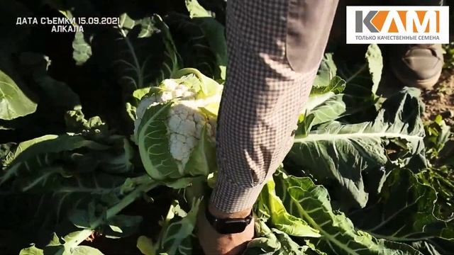 Капуста цветная Алкала от Бейо Заден для транспортировки и заморозки смотреть онлайн