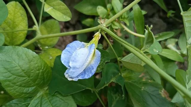 50 Shades Of Aparajita Flowers. All varieties of Aprajita Flowers; Bi-Color/dual Nllkantha, Shankh смотреть онлайн