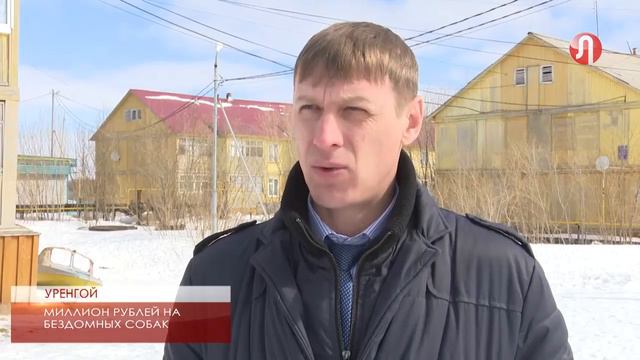 Стоимость отлова бродячей собаки – почти 5 тысяч рублей смотреть онлайн