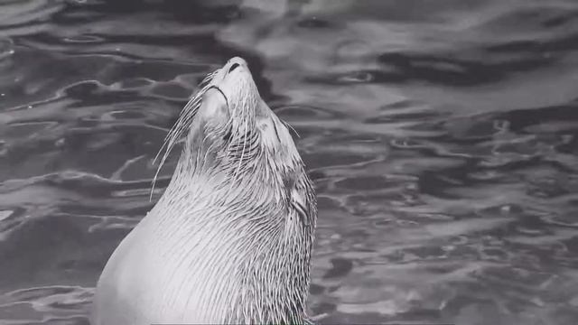 Nikon L820 Sample Video | SEA LIONS смотреть онлайн