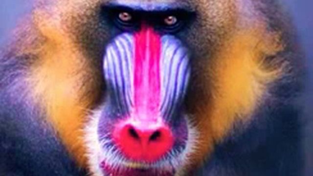 Mandrill sound ?? смотреть онлайн