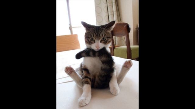 Топ 20 котов, которые сидят как люди)) смотреть онлайн