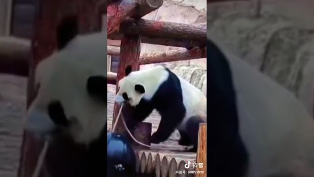 Китайская панда, живущая в России Chinese panda living in Russia ロシアに住む中国のパンダ смотреть онлайн