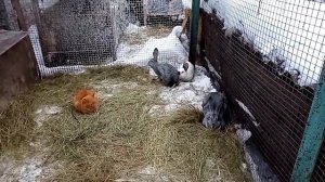 ВОЛЬЕРНОЕ СОДЕРЖАНИЕ КРОЛИКОВ В ЗИМНИЙ ПЕРИОД ПЛЮСЫ И МИНУСЫ