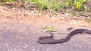 Яростная схватка хамелеона с ядовитой змеей попала на YouTube