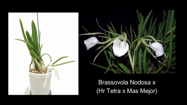 Second Round of What's For Sell Orchids Showing Their Blooms смотреть онлайн