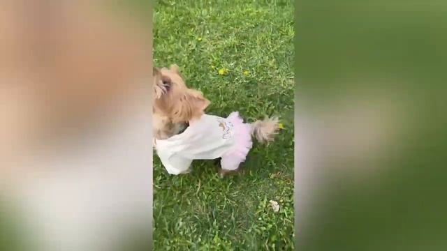 Дождевик Cool Girl смотреть онлайн