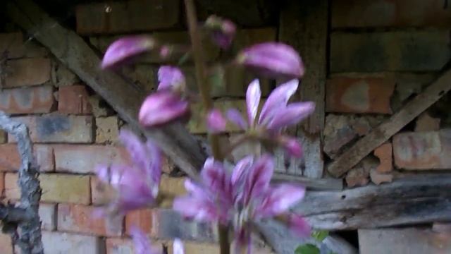 Бял росен (Dictamnus albus) смотреть онлайн