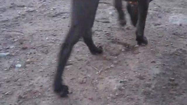 Дамми и уиппет смотреть онлайн