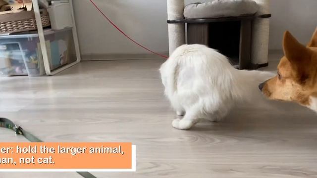 MAINE COON KITTEN VS CORGI | First Meeting with Corgi (+ tips) смотреть онлайн