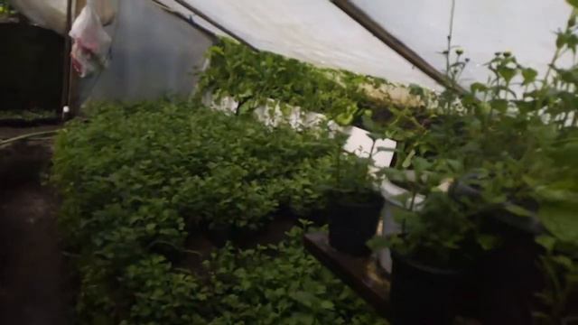 Цветение хризантемы в апреле смотреть онлайн