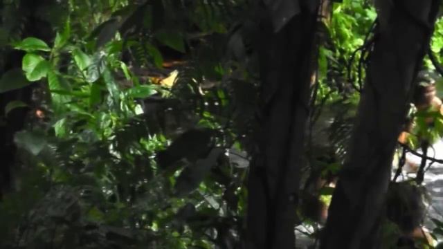 Vanuatu Women's Water Music смотреть онлайн