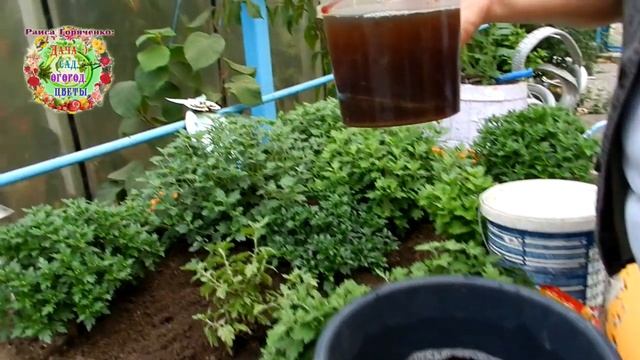 Жара наконец-то уходит. Срочно проводим подкормку хризантем мультифлоры калийными удобрениями смотреть онлайн
