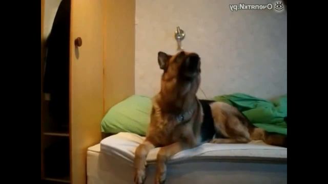 Funny Pet Videos from the Channel Funny Stories | Try not to Laugh смотреть онлайн