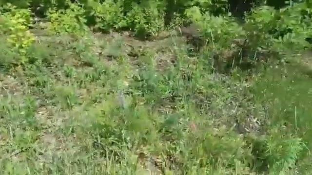 #Лекарственные травы. #Сбор трав в июне смотреть онлайн