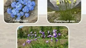 Природная зона тундры