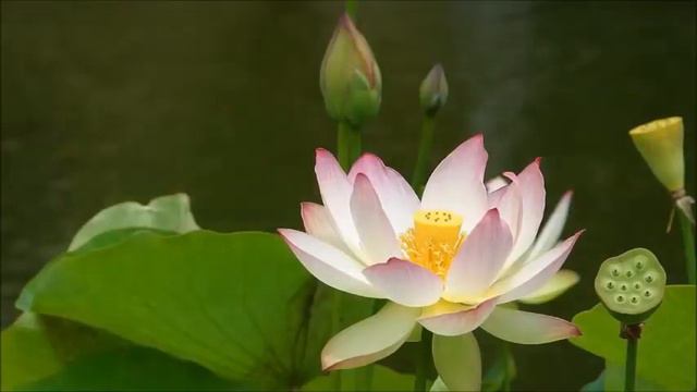 The wisdom of the lotus sutras and its chanting смотреть онлайн
