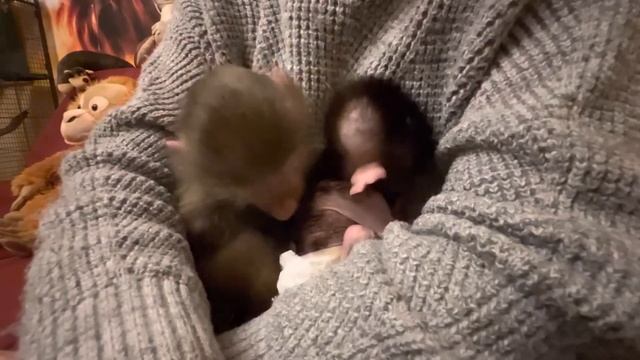 УРА!!! У нас первые успехи, Люся ДАЛА СЕБЯ ОБНЯТЬ Степашка! Обижается, но терпит!!! смотреть онлайн
