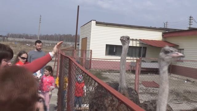 Страусиная ферма. 10.04.16. смотреть онлайн